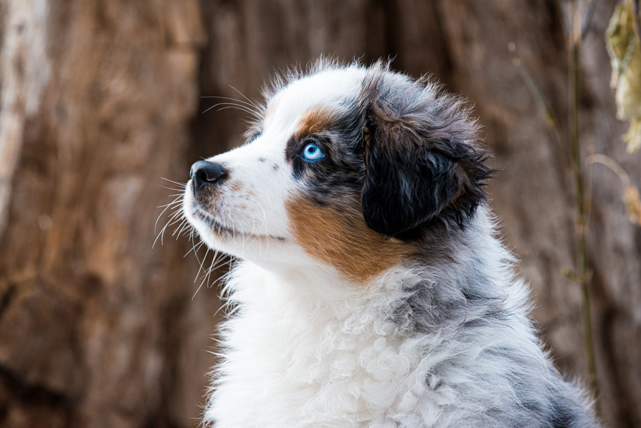 Pet photographer in Alberta capturing a puppy portrait that highlights personality and connection.