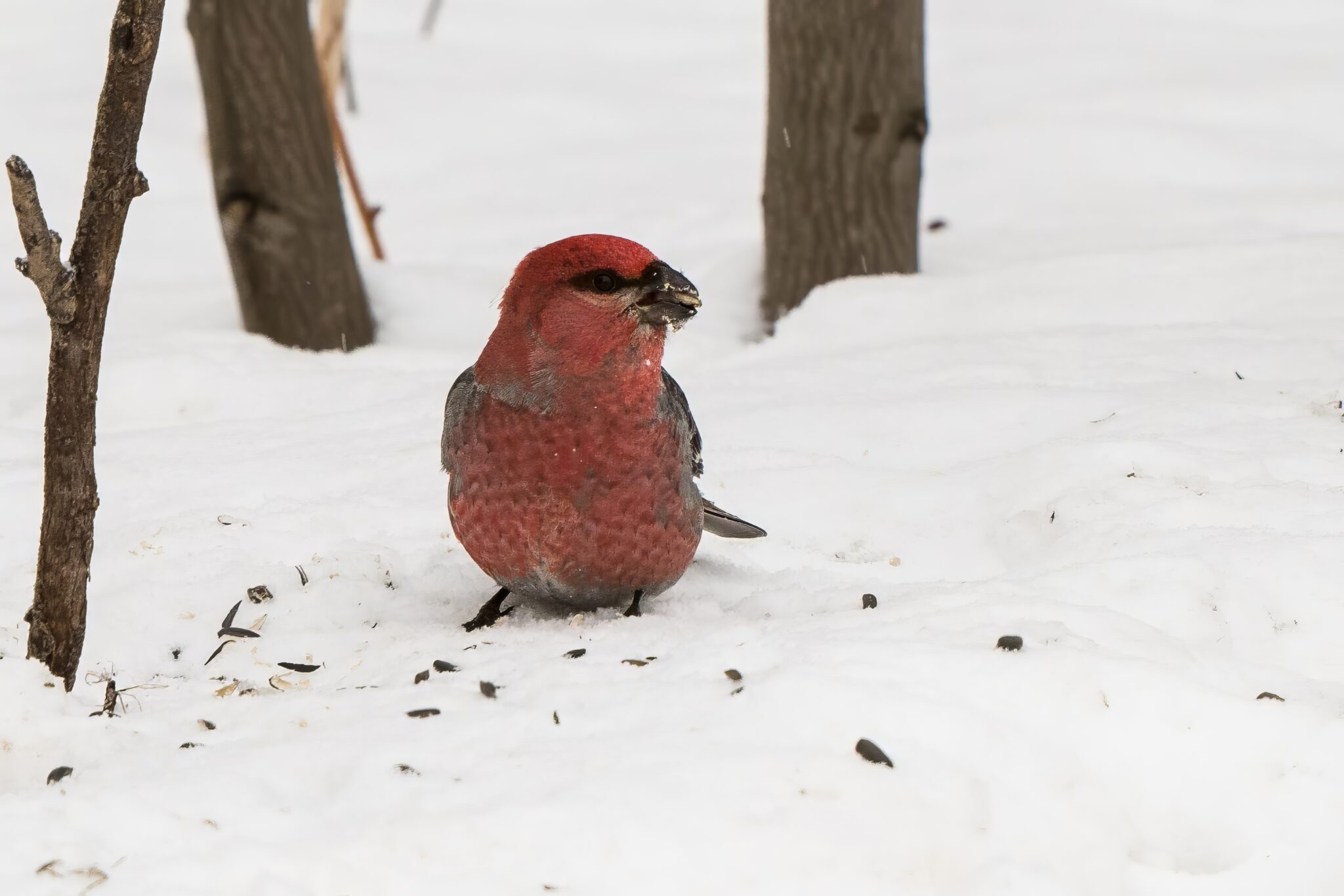 Male Pine Grosbeak, busily gathering seeds